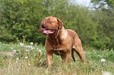 DOGUE DE BORDEAUX 055